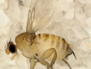 Карантинный вредитель многоядная муха-горбатка
